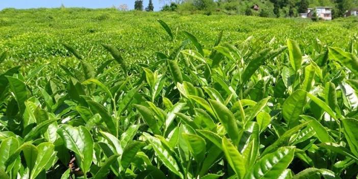 ÇAYKUR 2. sürgün yaş çay alımları kontenjansız devam ediyor