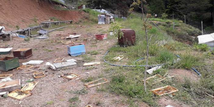 Gümüşhane'de ayılar çitin altını kazarak girdikleri alandaki kovanları parçaladı