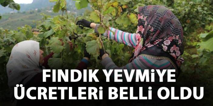 Fındık yevmiye ücretleri belli oldu! Fındık yevmiye ücretleri ne kadar?