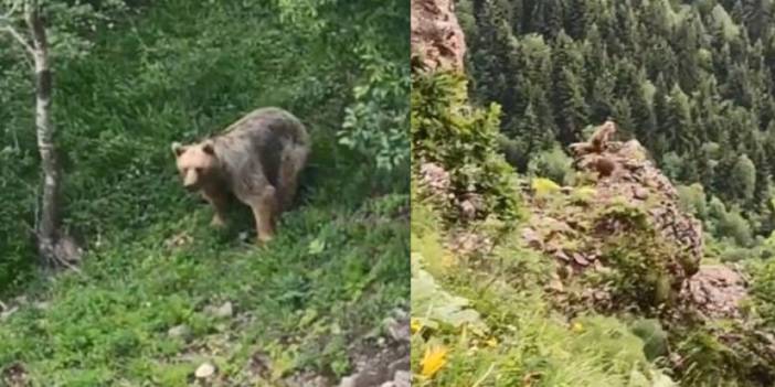 Artvin'de yavrularını arayan anne ayı görüntülendi