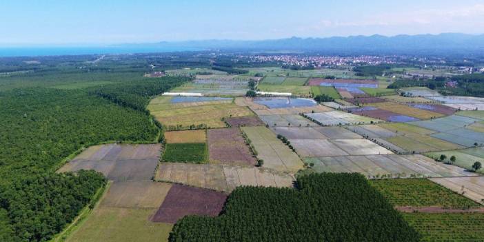 Samsun'un Terme ilçesinde 11 bin ton çeltik rekoltesi bekleniyor