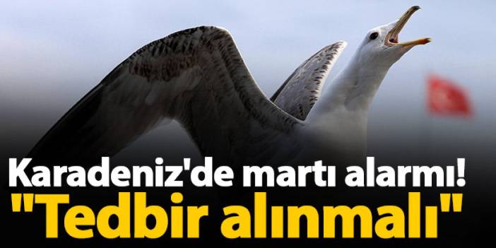 Karadeniz'de martı alarmı! "Tedbir alınmalı"