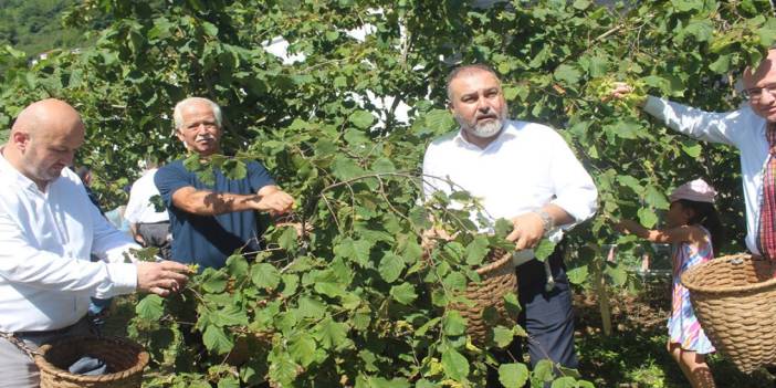 Giresun'da fındık hasadı öncesi fındık festivali