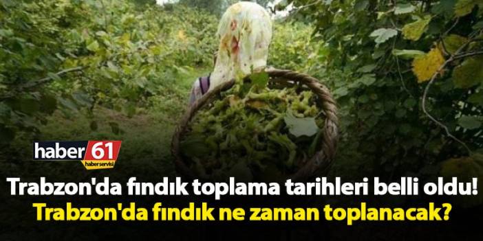 Trabzon'da fındık toplama tarihleri belli oldu! Trabzon'da fındık ne zaman toplanacak?