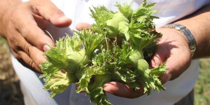 Fındık üreticisine 'erken hasat' uyarısı! "Yüzde 20 kayıp yaşanıyor"