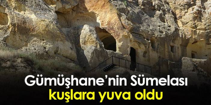 Gümüşhane’nin Sümela’sı Çakırkaya Manastırı kuşlara yuva oldu