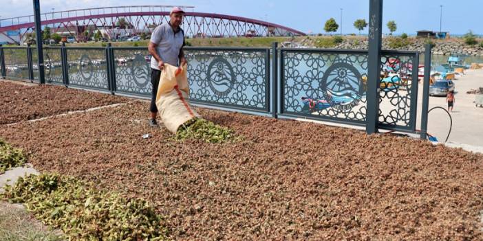 Trabzon'da üreticiler fındığı kurutmak için yol kenarlarını tercih ediyor