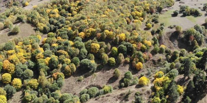 Artvin'de sonbahar önce o köye geliyor! Fotoğrafçılar akın etti