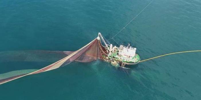 Karadeniz’de aşırı avcılık tehlikesi! Hamsi boyu küçüldü