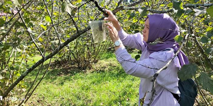 Fındık üreticilerine önemli uyarı! Mücadele şart