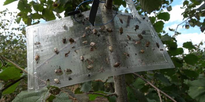 Samsun'da "kahverengi kokarca" ile mücadele ediliyor