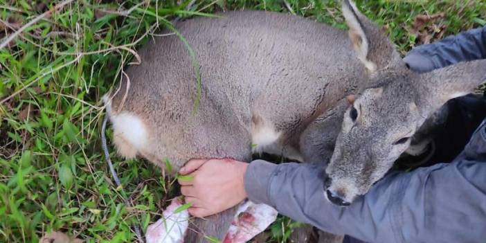 Giresun'da köpek saldırısına uğrayan karacayı işçiler kurtardı