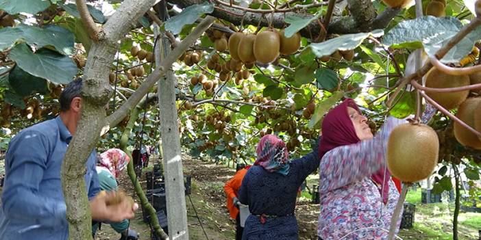 Samsun'da kivi hasat etkinliği!