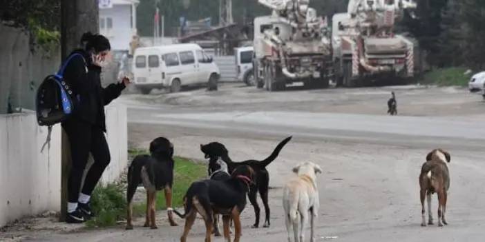 Karadeniz'de 5 ilde sahipsiz köpek sayısı arttı! "Kontrolsüzce üremeye devam etmekte"