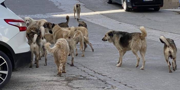 Sokak köpeği sorunu için 3 bakanlık düğmeye bastı!