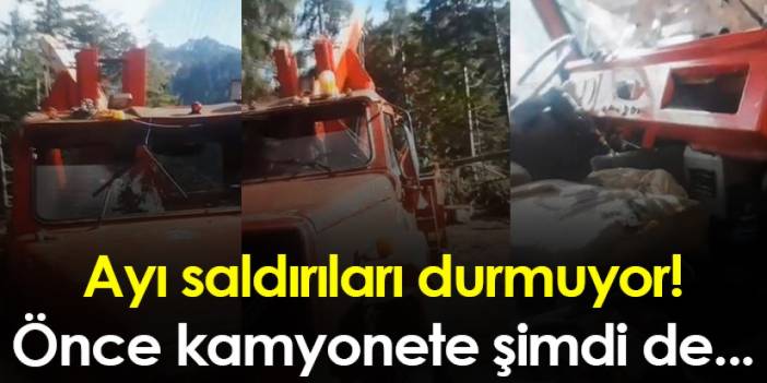 Artvin'de ayı saldırıları durmuyor! Önce kamyonete şimdi de...