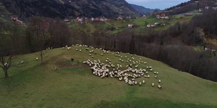 Trabzon'da meralarda çobanların mesaisi sürüyor