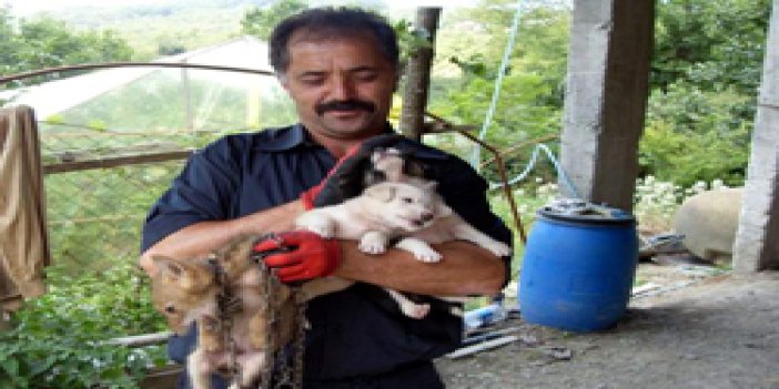 Tilki yavrusunu çaldı, başına iş aldı