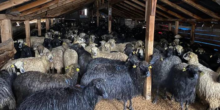 Bölgemizde küçükbaş hayvanlarda çiçek hastalığı alarmı! Ürünlere kısıtlama