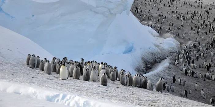 Güney Kutbu'nda 4 yeni koloni! imparator penguenleri...