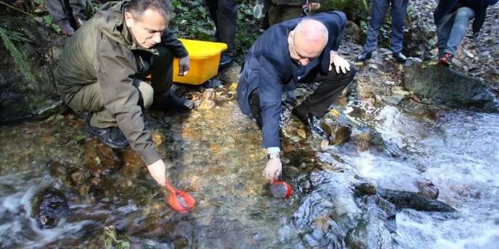 Trabzon'da üretildiler! 2 milyondan fazla alabalık sulara bırakılıyor