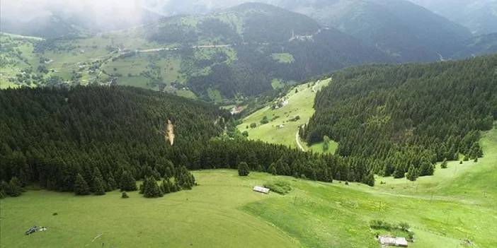 Sosyal medya Giresun yaylalarını da etkiliyor! Popülerlikleri artıyor