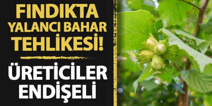 Fındıkta yalancı bahar tehlikesi! Üreticiler endişeli