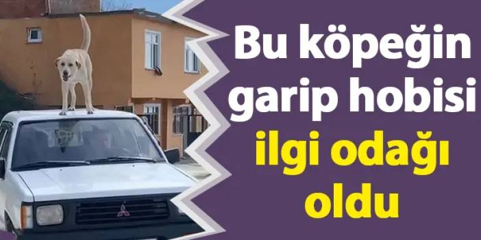 Bu köpeğin garip hobisi ilgi odağı oldu