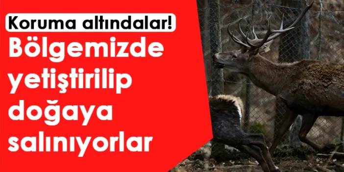 Koruma altındalar! Bölgemizde yetiştirilip doğaya salınıyorlar