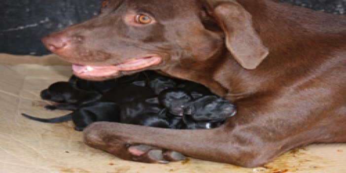 Köpeği öldürene para cezası