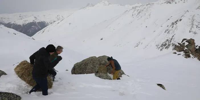 Rize'de dağ keçileri için Kaçkarlar'a  yem taşındı