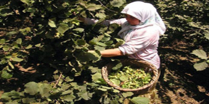 Fındıkta rekolte yüzde 17 düştü