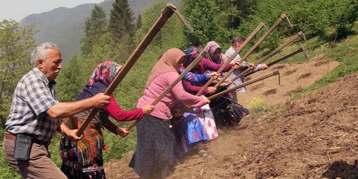 Giresun'da asırlık imece geleneği yaşatılıyor