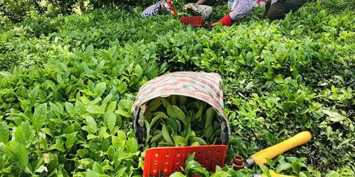 ÇAYKUR açıkladı! Yaş çay sezonu yarın başlayacak