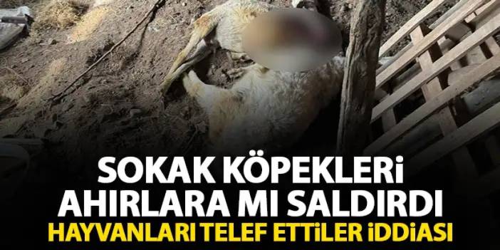 Rize'de Sokak köpekleri ilçe sakinlerinin hayvanlarını telef etti