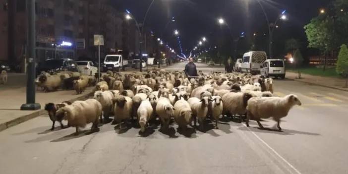 İlkbahar geldi! Doğu Karadeniz'de sürüler yaylalara çıkmaya başladı