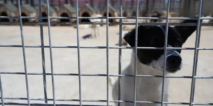 Bayburt'ta sokaktaki sadık dostlara barınakta çiçek gibi bakılıyor