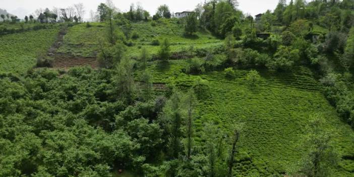 Artvin'de çiftçinin korkulu rüyası olmuştu! Mücadele sürüyor