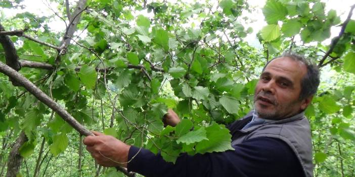 Fındık dalları üreticinin yüzünü güldürdü