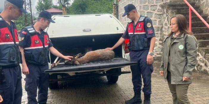 Giresun'da yaralı karacaya jandarma şefkati