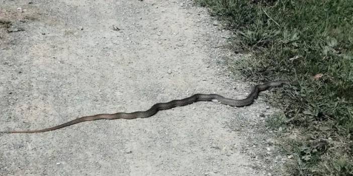 Kastamonu'da vatandaşları tedirgin eden yılan görüntüleri