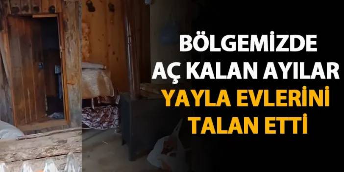 Rize'de aç kalan ayılar yayla evlerini talan etti