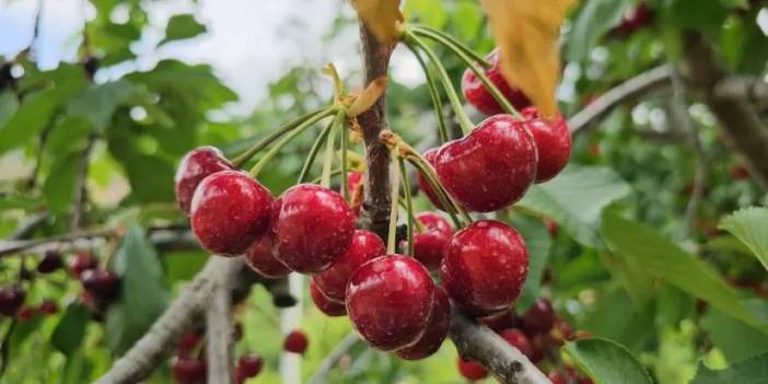 Aydın'da yetişen Avra Kirazı'nın yolculuğu başladı! Fiyatı 135 liraya kadar düştü