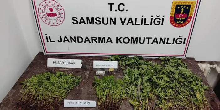 Samsun'da jandarmadan kenevir operasyonu!