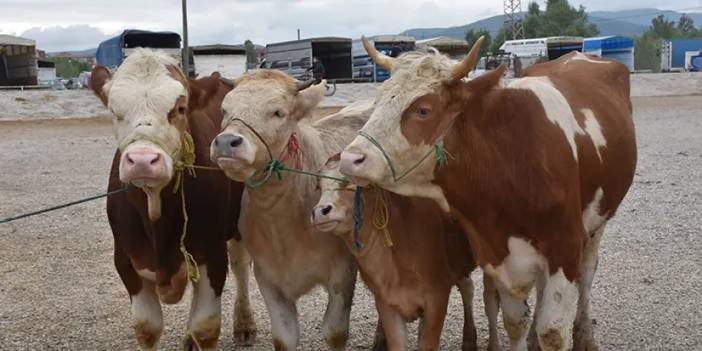 Kurban alacaklar dikkat! Gümüşhane'de besicilerden uyarı geldi