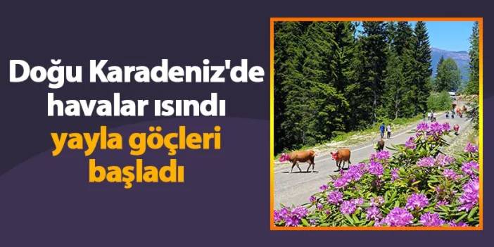 Doğu Karadeniz'de havalar ısındı yayla göçleri başladı