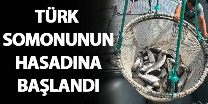 Karadeniz'de yetiştirilen Türk somonunun hasadı başladı