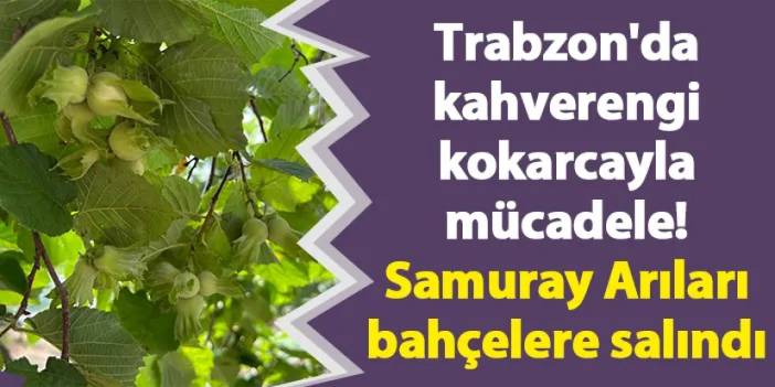 Trabzon'da kahverengi kokarcayla mücadele! Samuray Arıları bahçelere salındı