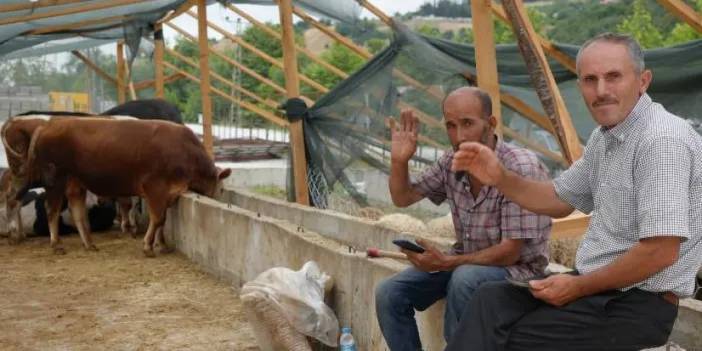 Samsun'da besiciler bayramda da kurbanlık mesaisinde