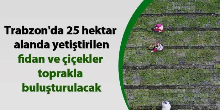 Trabzon'da 25 hektar alanda yetiştirilen fidan ve çiçekler toprakla buluşturulacak